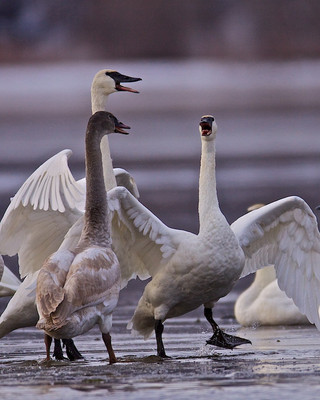 Family of Swans