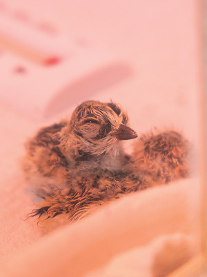 31.These three-hour-old chicks stay warm under a heat lamp
