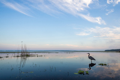 Heron and Blackbird at Myakka River