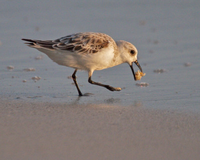 Sanderling
