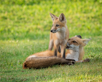 Mom Grooming Kit