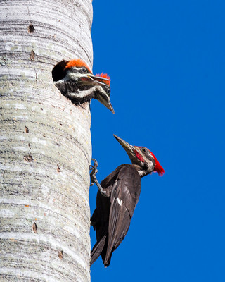 Pileated Woodpecker Family