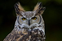 Owl Head
