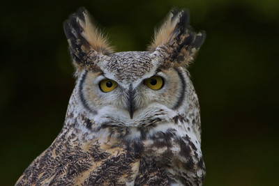 Owl Head