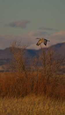 Sand Hill Crane over mountains