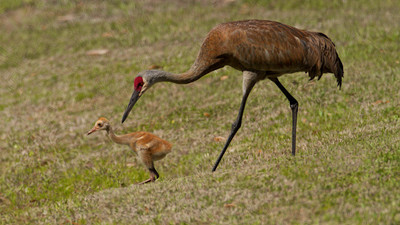 Crane follows chick