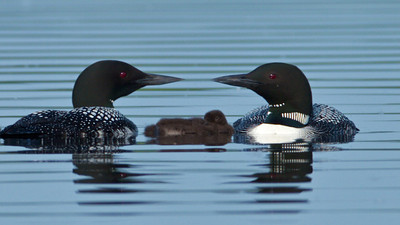 Common Loons with Baby