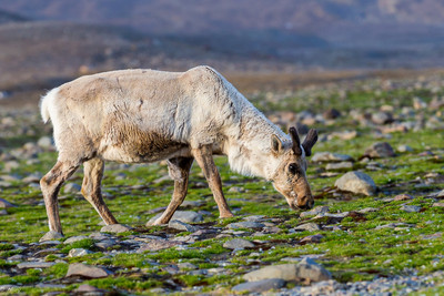 Reindeer in South Georgia