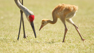 Crane feeding chick
