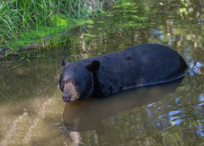 Bear Reflection