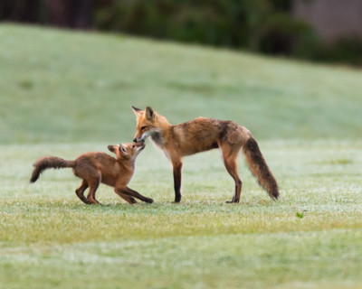 Fox Kiss