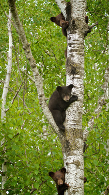 Three Cubs