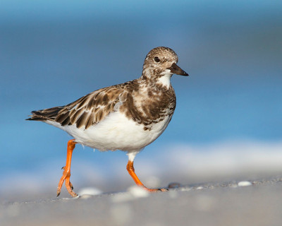 Ruddy Turnstone, Manasota Key, FL
