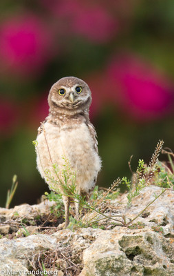 Burrowing owl chick, Punta Gorda FL-9489