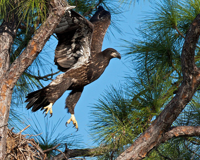 First Flight of the Fledgling Eaglet