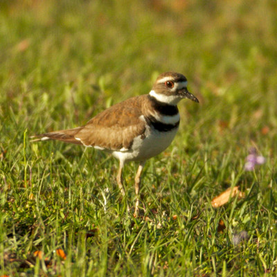 Killdeer