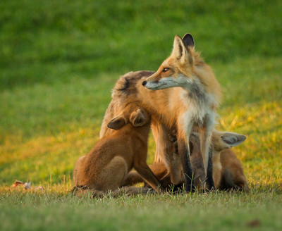 Keeping Watch while Nursing