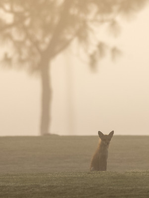Foggy Fox
