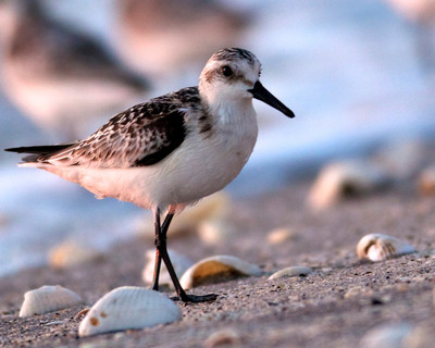Dunlin, Manasota Key, FL
