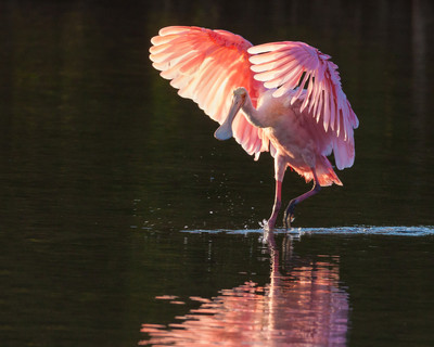 Roseate Spoonbill Ballerina, J.N. Ding Darling Wilderness Area