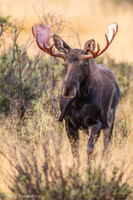 Bull Moose Moving Fast