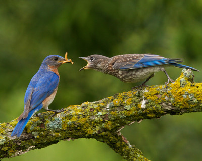 Bluebird feeding young