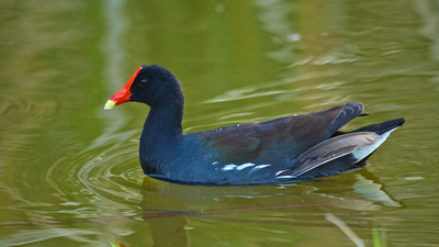 Common Moorhen, Lakes Park, FL