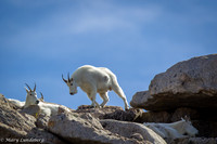 Mountain Goats