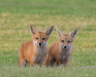 Kits