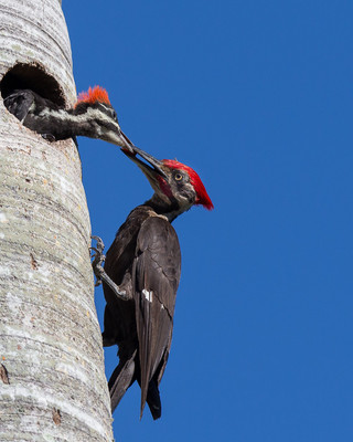 Male pileated woodpecker feeding chick