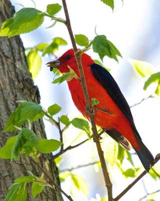 Male Scarlet Tanager with grub, St. Croix River