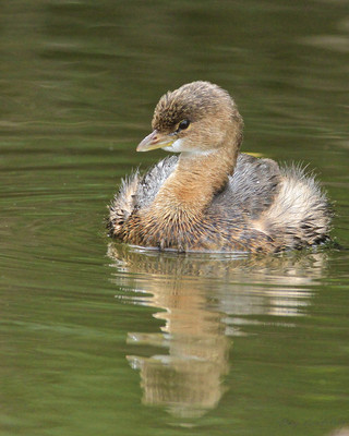 Grebe