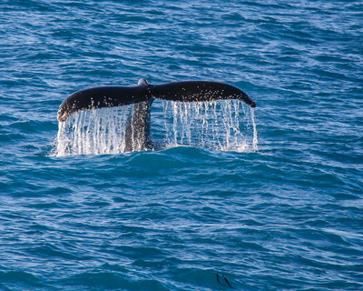 Humpback Whale, South Georgia