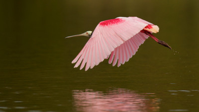 Roseate in Flight, Everglades