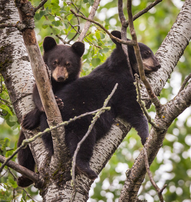 Just Hanging Around