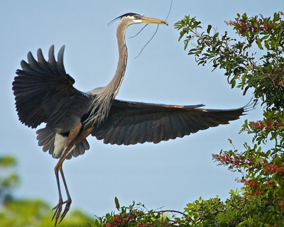 Building a Nest, Florida