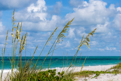 Sea Oats hold the dunes