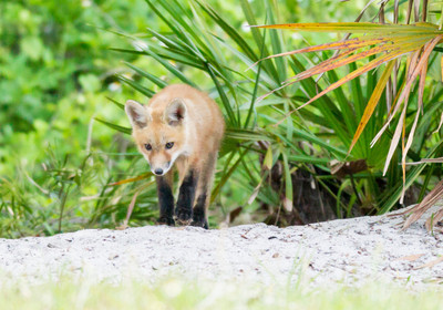 Kit searching for prey