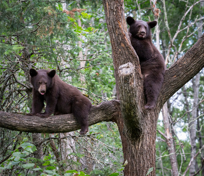 Hiding from Boars