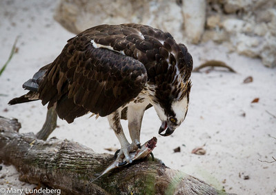 Osprey Eating Fish