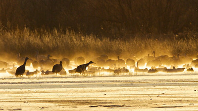 Misty Dawn Cranes, Bosque del Apache, New Mexico
