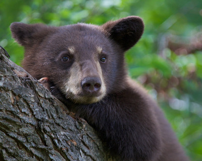 Cinamon Black Bear Cub, Orr MN