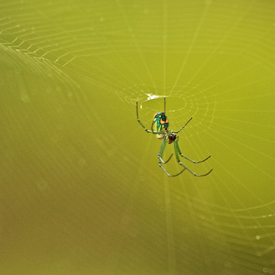 Orchard Orb-Weaver