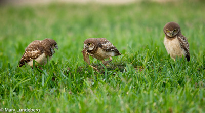 Burrowing Owl Chicks with frog-9431