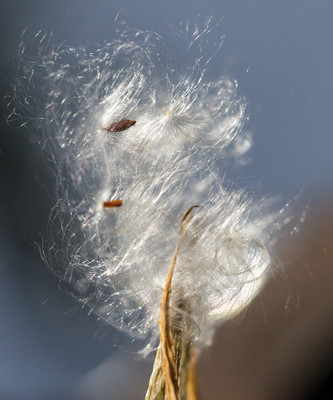 Milkweed Seeds escaping pod
