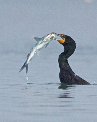 Double Crested Cormorant Fishing