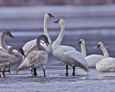 Family Rejoicing