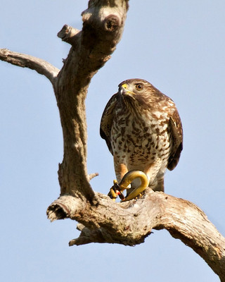 Hawk, Venice, FL