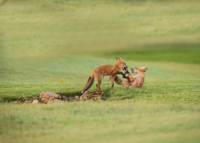 Red Fox Kits Playing