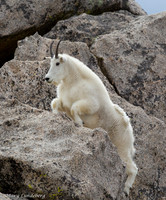 Jumping Up